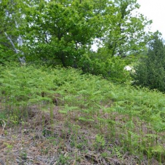  ARDECHE LOZERE IMMOBILIER : Terrain | SAINT-ANDRE-CAPCEZE (48800) | 2 110 m2 | 33 000 € 