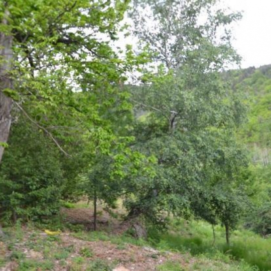  ARDECHE LOZERE IMMOBILIER : Terrain | SAINT-ANDRE-CAPCEZE (48800) | 2 110 m2 | 33 000 € 